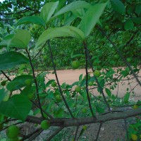 Ficus exasperata Vahl